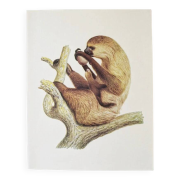 Bestiary plates from the Natural History Museum The sloth