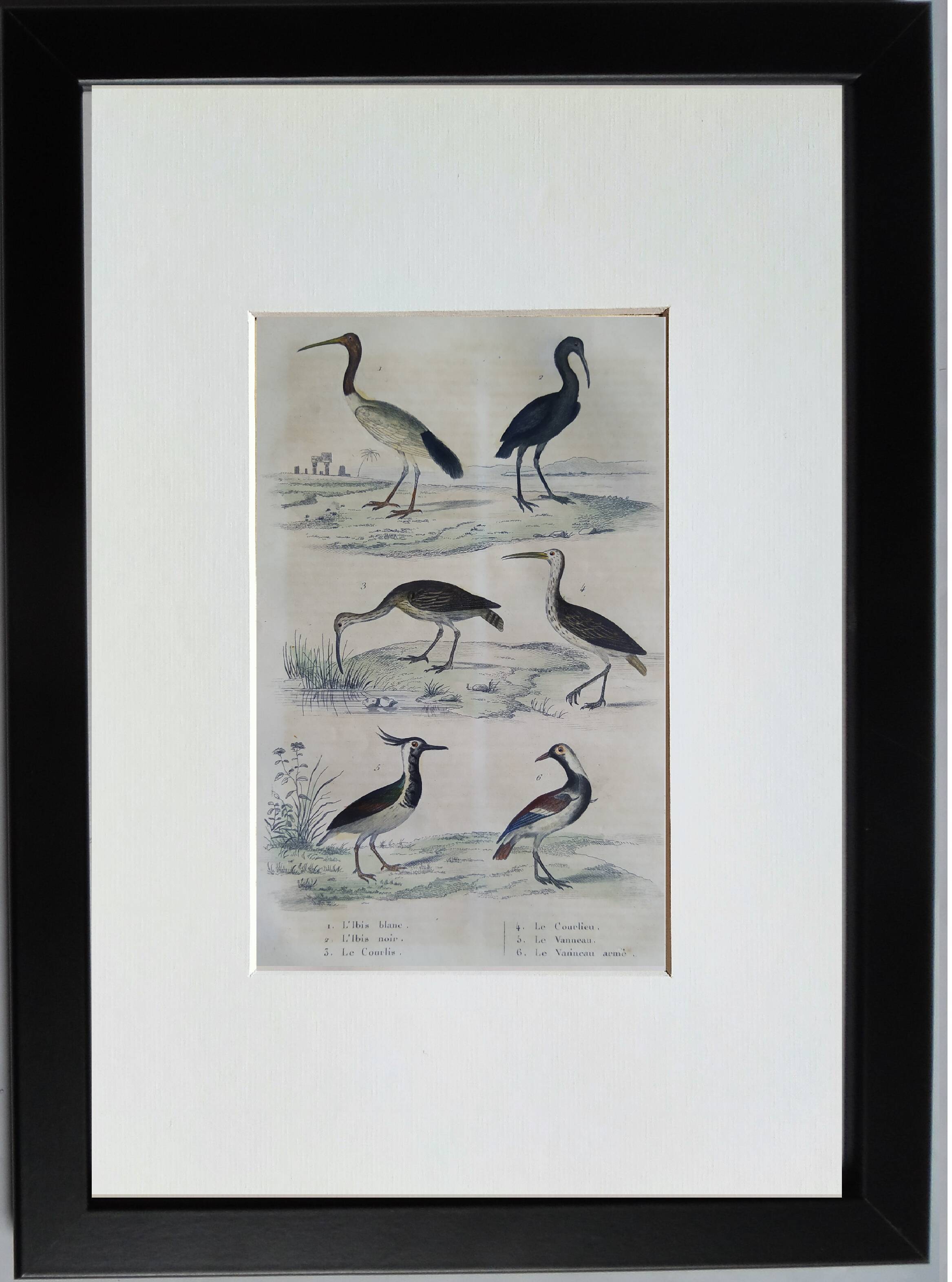 Original ornithological board " Ibis white & black - Curlele - &c... Buffon (1837)