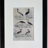 Planche ornithologique originale " Ibis blanc & noir - Courlis - &c... Buffon 1837