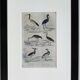 Original ornithological board " Ibis white & black - Curlele - &c... Buffon (1837)