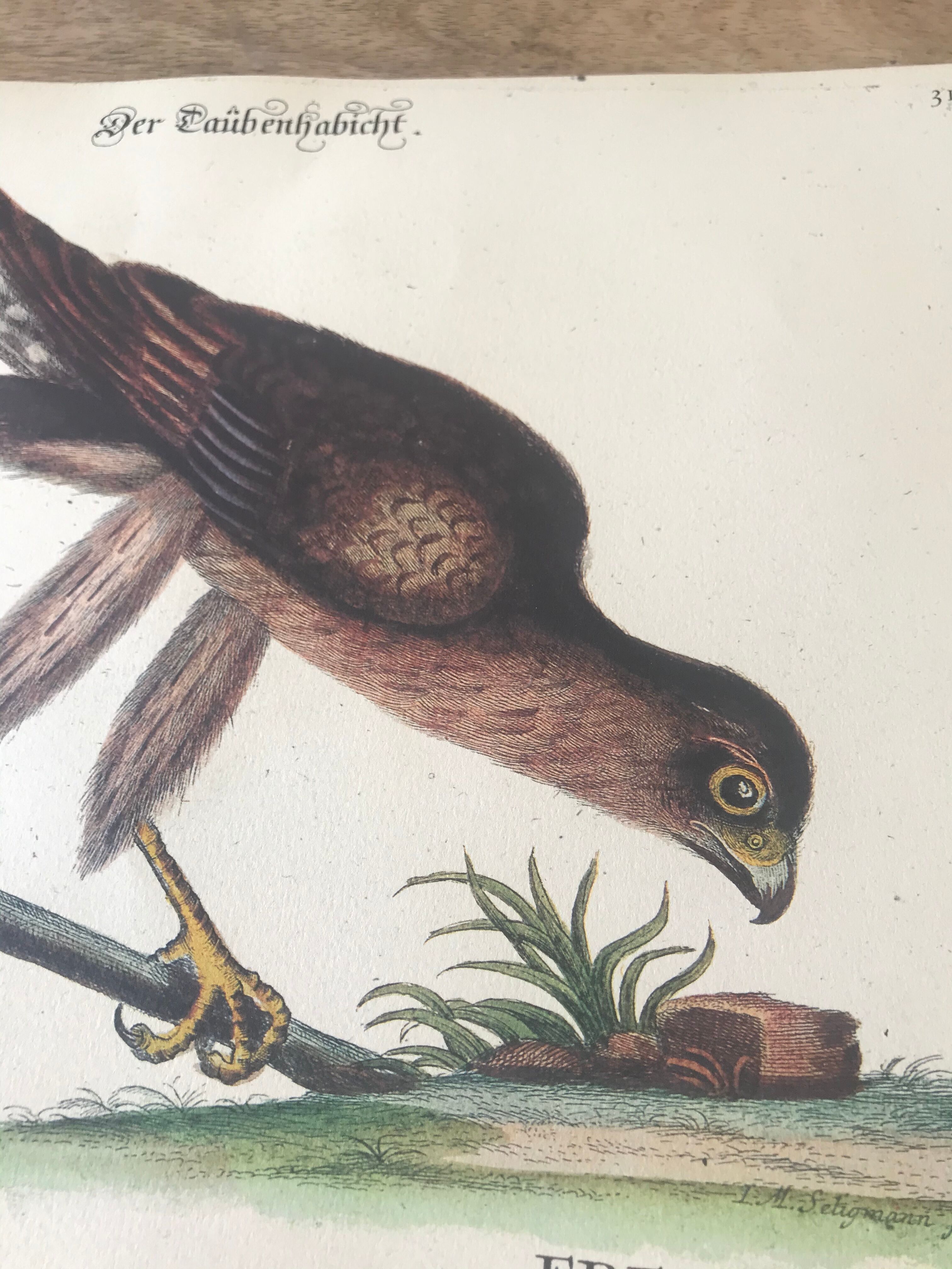 Ornithological board