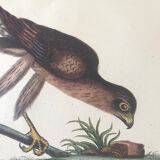 Ornithological board