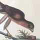 Planche ornithologique