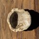 Round beige petrified wood bowl D21- 3780