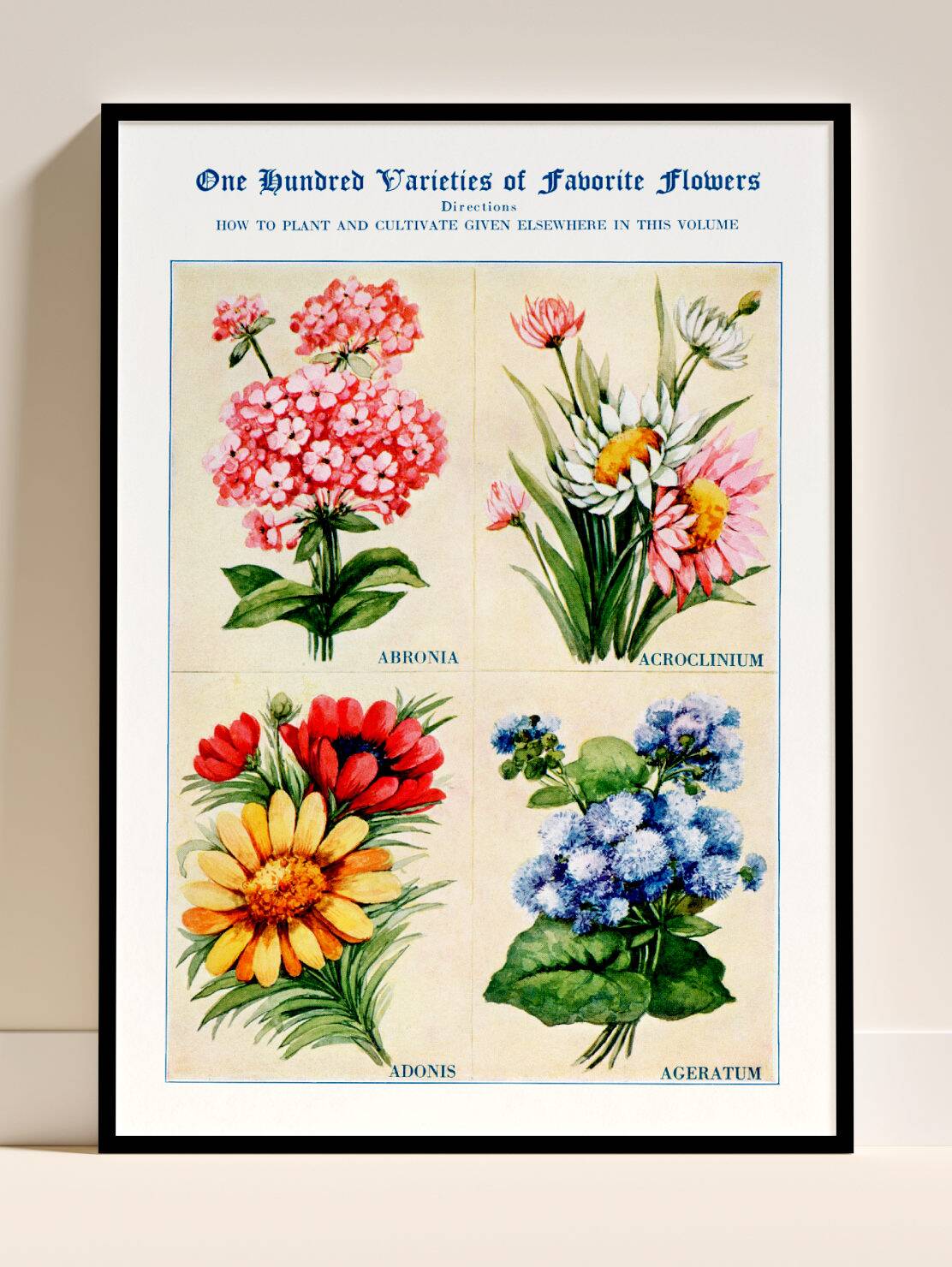 Poster featuring abronia, rose everlasting, adonis, and ageratum