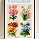 Poster featuring abronia, rose everlasting, adonis, and ageratum