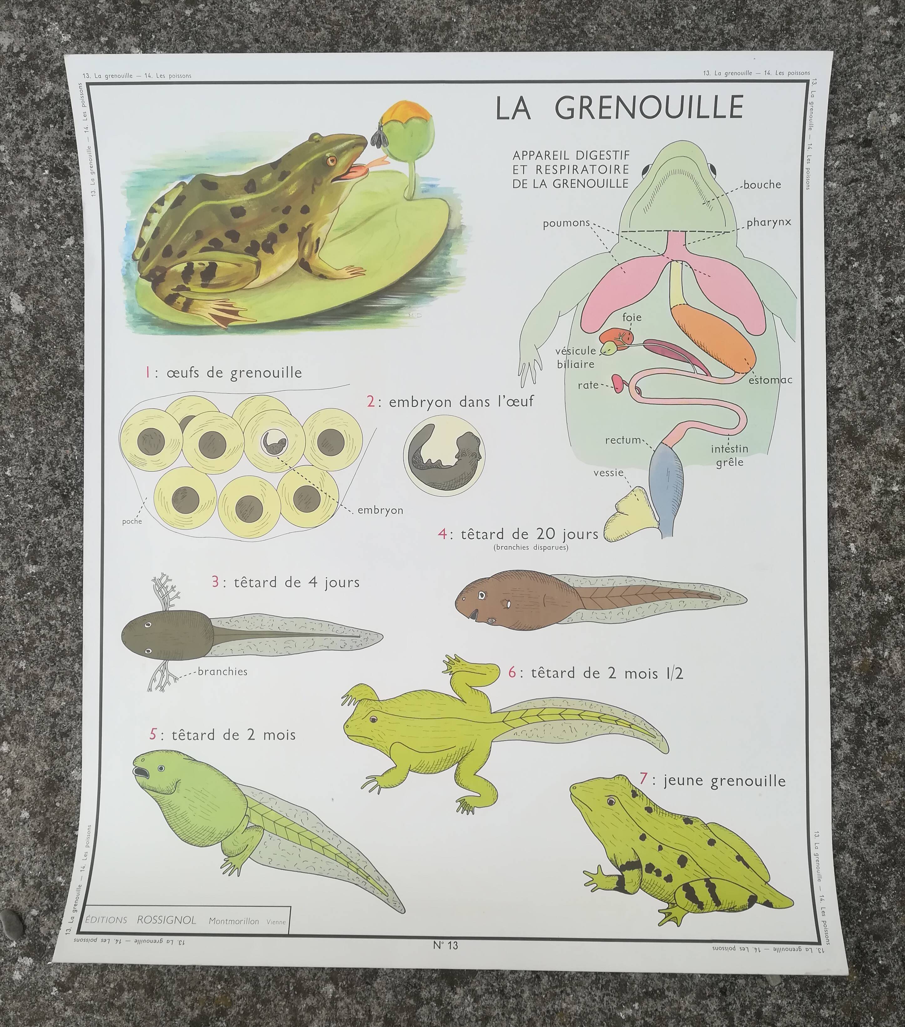 Rossignol pedagogical poster "The rabbit and the horse"