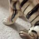 Enamelled ceramic tiger 1970