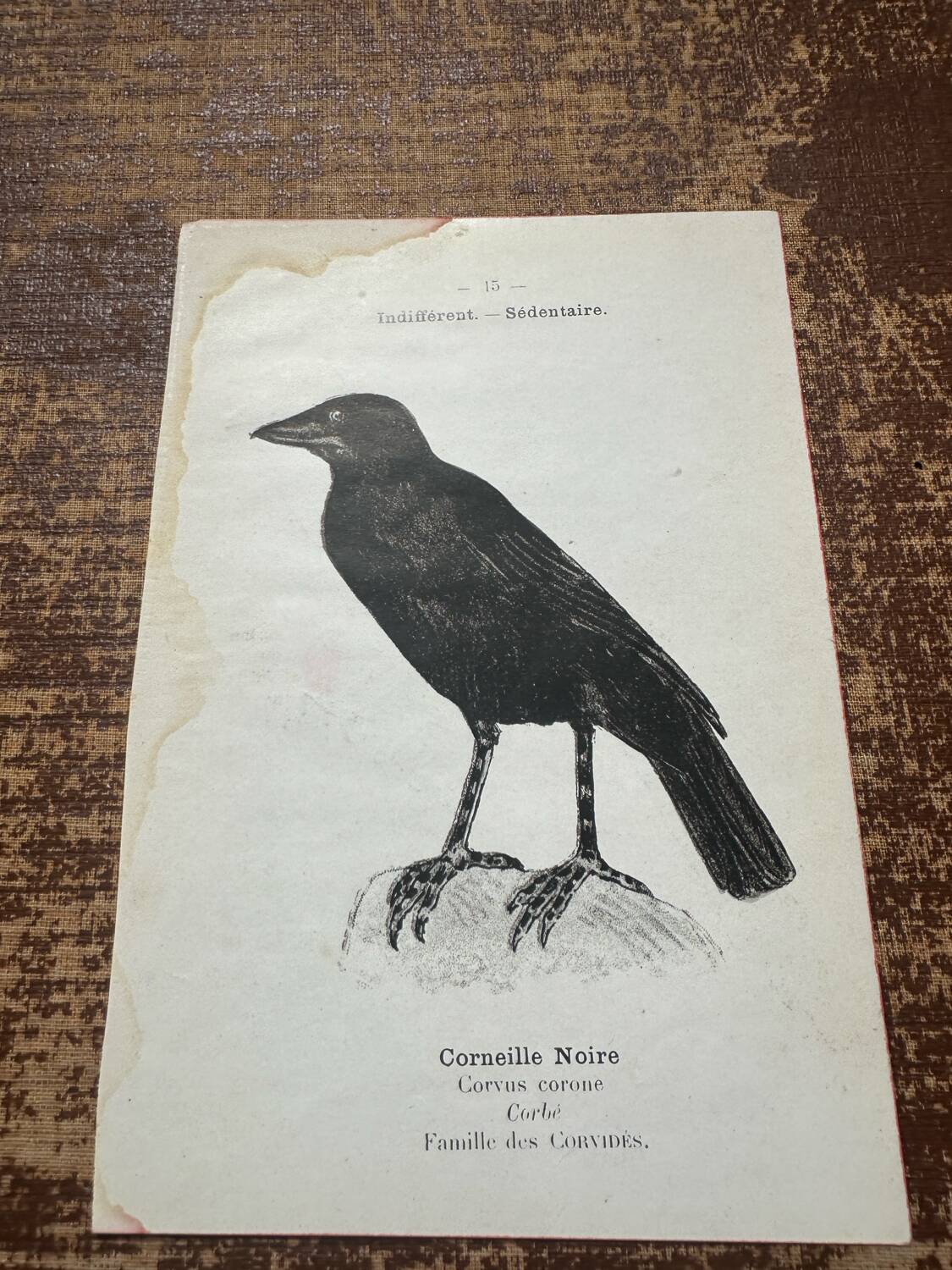 Gravure botanique planche naturaliste ancienne oiseaux