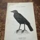 Gravure botanique planche naturaliste ancienne oiseaux