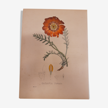 Cazonia Pavonia botanical plank, lithographed and coloured, sertum botanicum volume 4, 1832