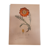Planche botanique Cazonia Pavonia, lithographiée et coloriée, sertum botanicum tome 4, 1832