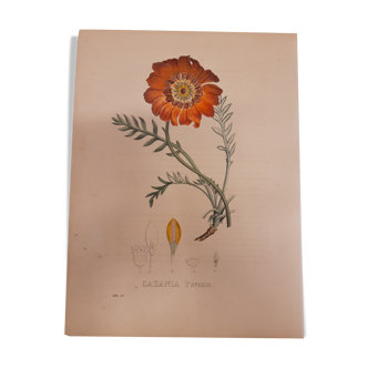 Planche botanique Cazonia Pavonia, lithographiée et coloriée, sertum botanicum tome 4, 1832