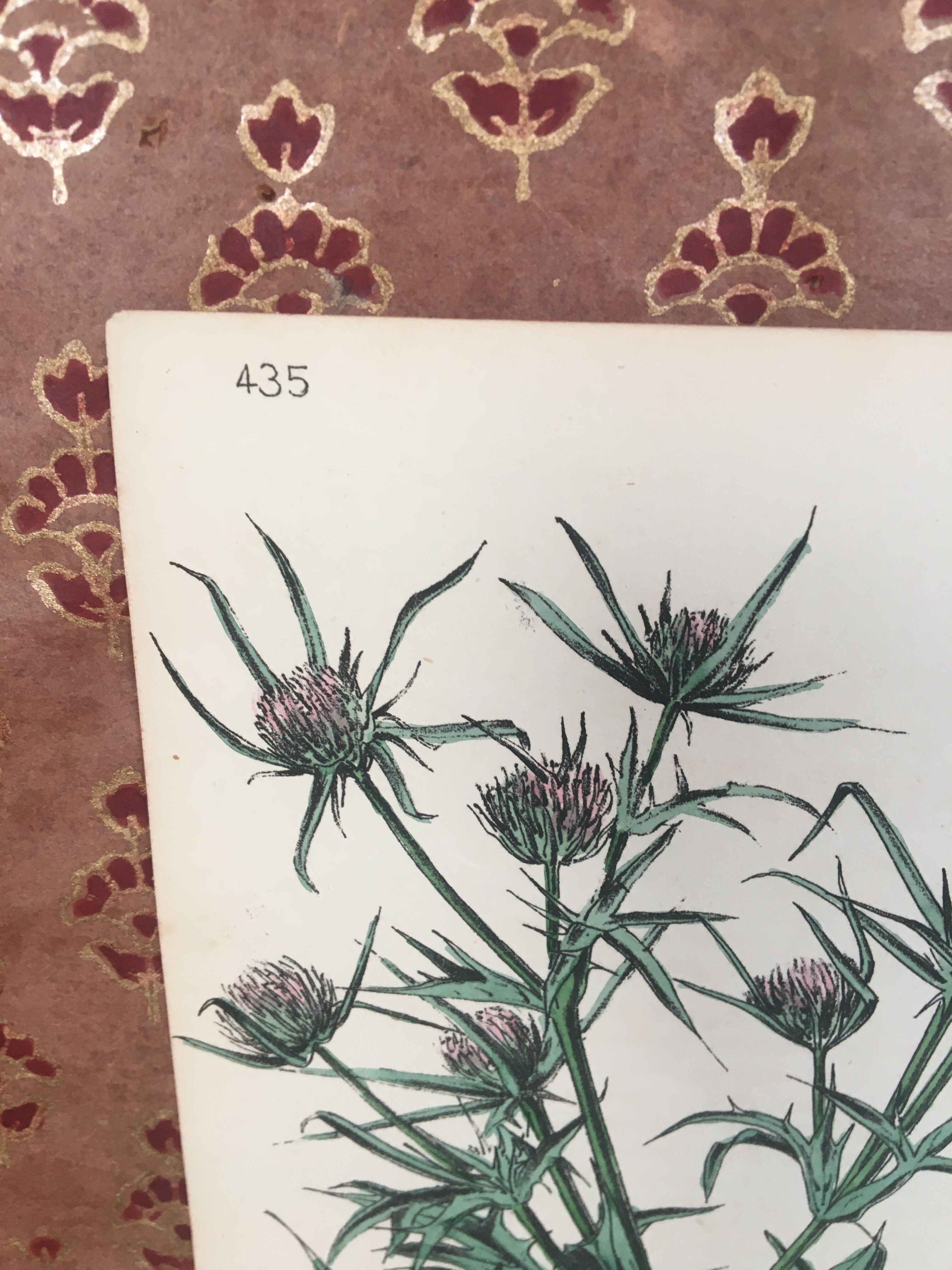 Botanical board, Ed London 1878