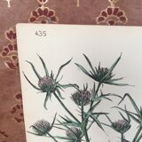 Botanical board, Ed London 1878