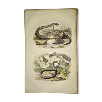 Planche zoologique originale de 1839  "saurien"