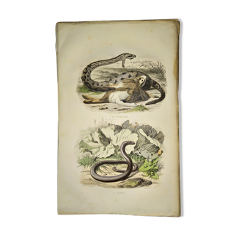 Original zoological plate from 1839 "saurian"