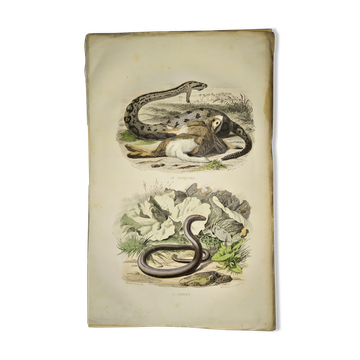 Original zoological plate from 1839 "saurian"