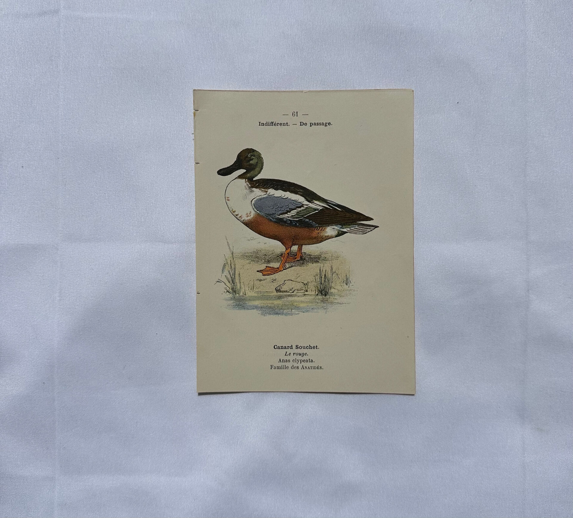 Botanical Plate Engraving of Birds, Naturalist, 19th Century, Double-sided A