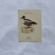 Botanical Plate Engraving of Birds, Naturalist, 19th Century, Double-sided A