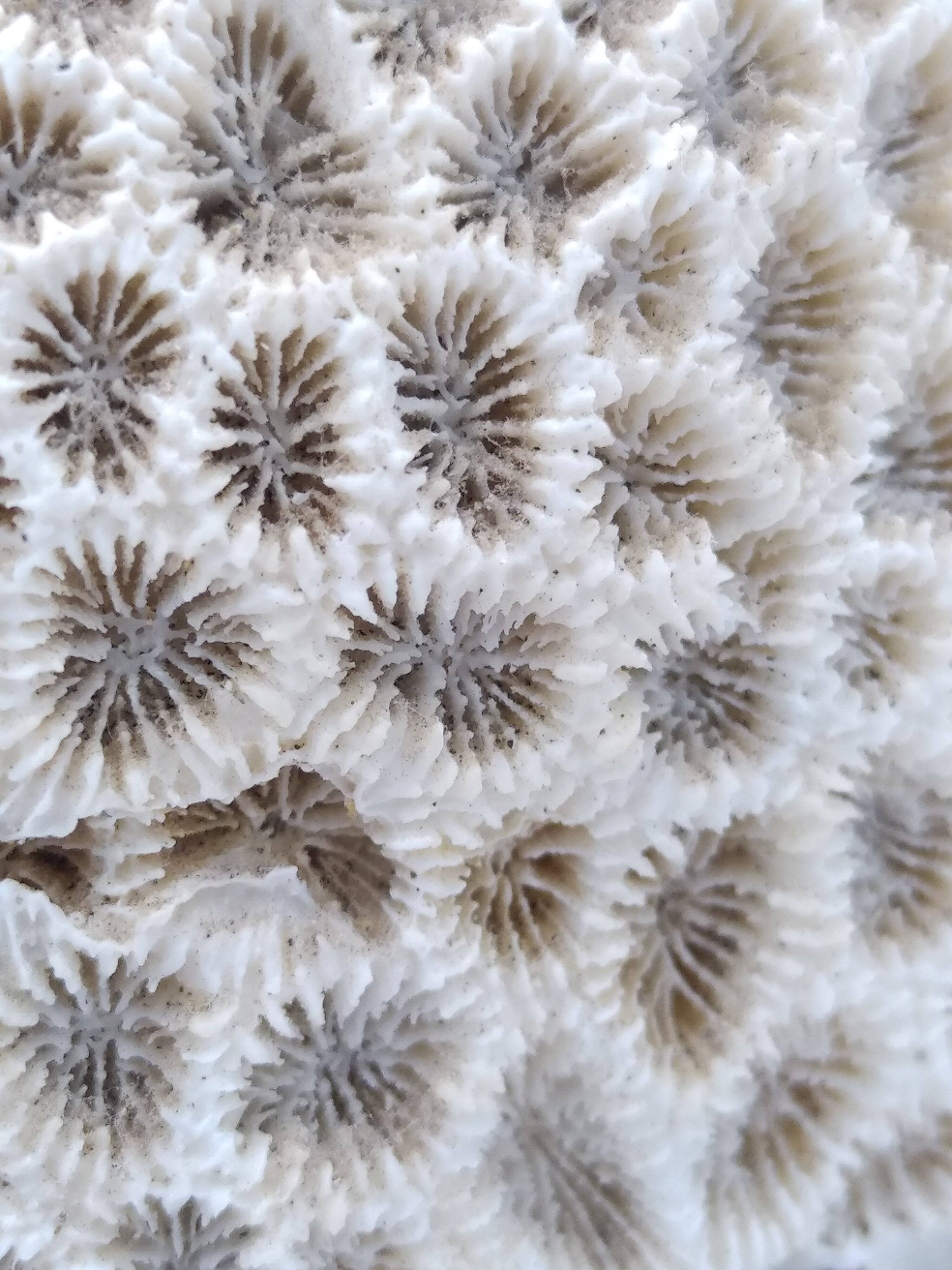 Brain coral. Favite.