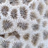 Brain coral. Favite.