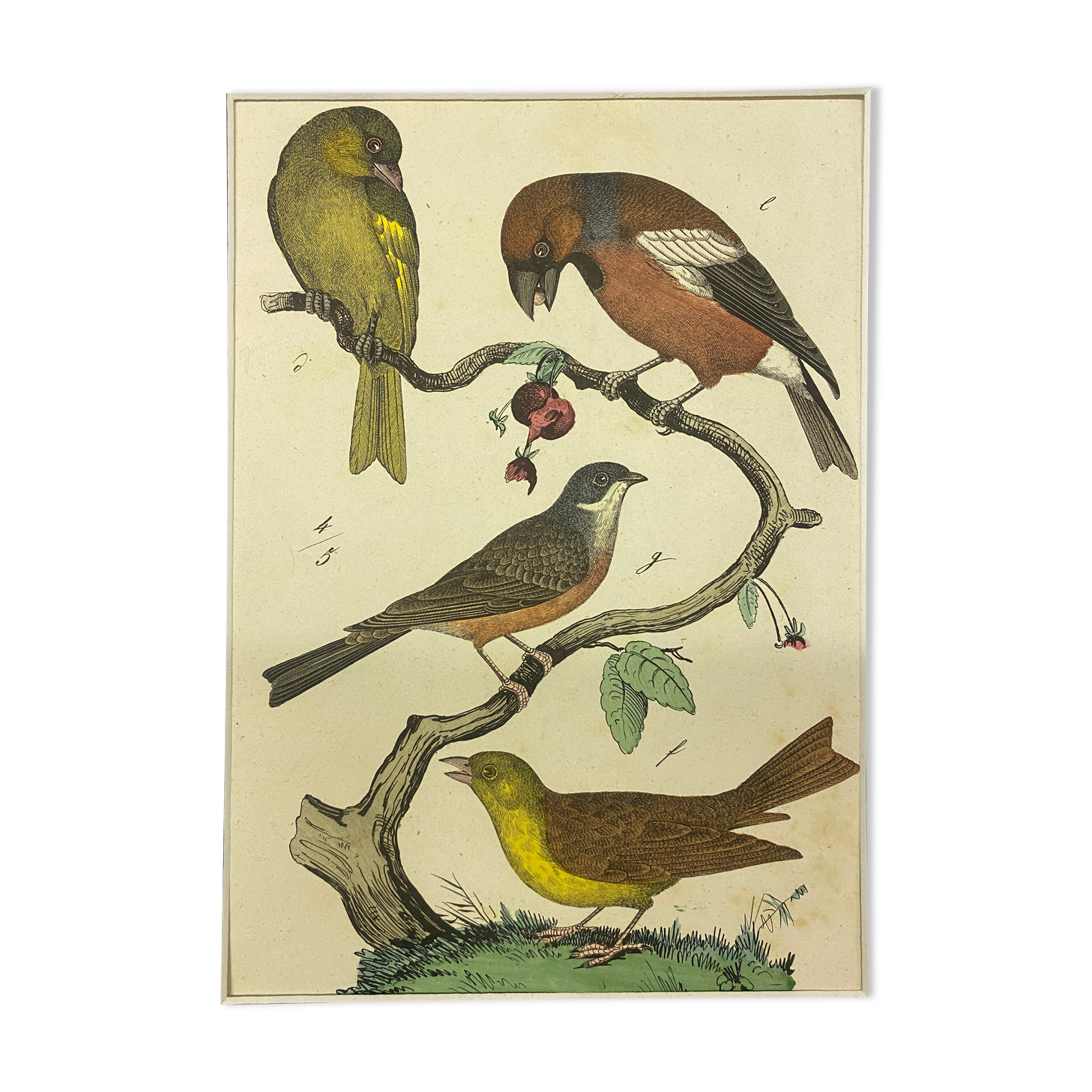 Naturalistic engraving birds