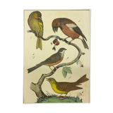 Naturalistic engraving birds