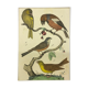 Naturalistic engraving birds