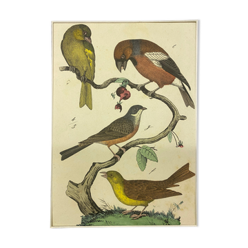 Gravure naturaliste oiseaux