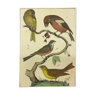 Gravure naturaliste oiseaux