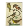 Gravure naturaliste oiseaux