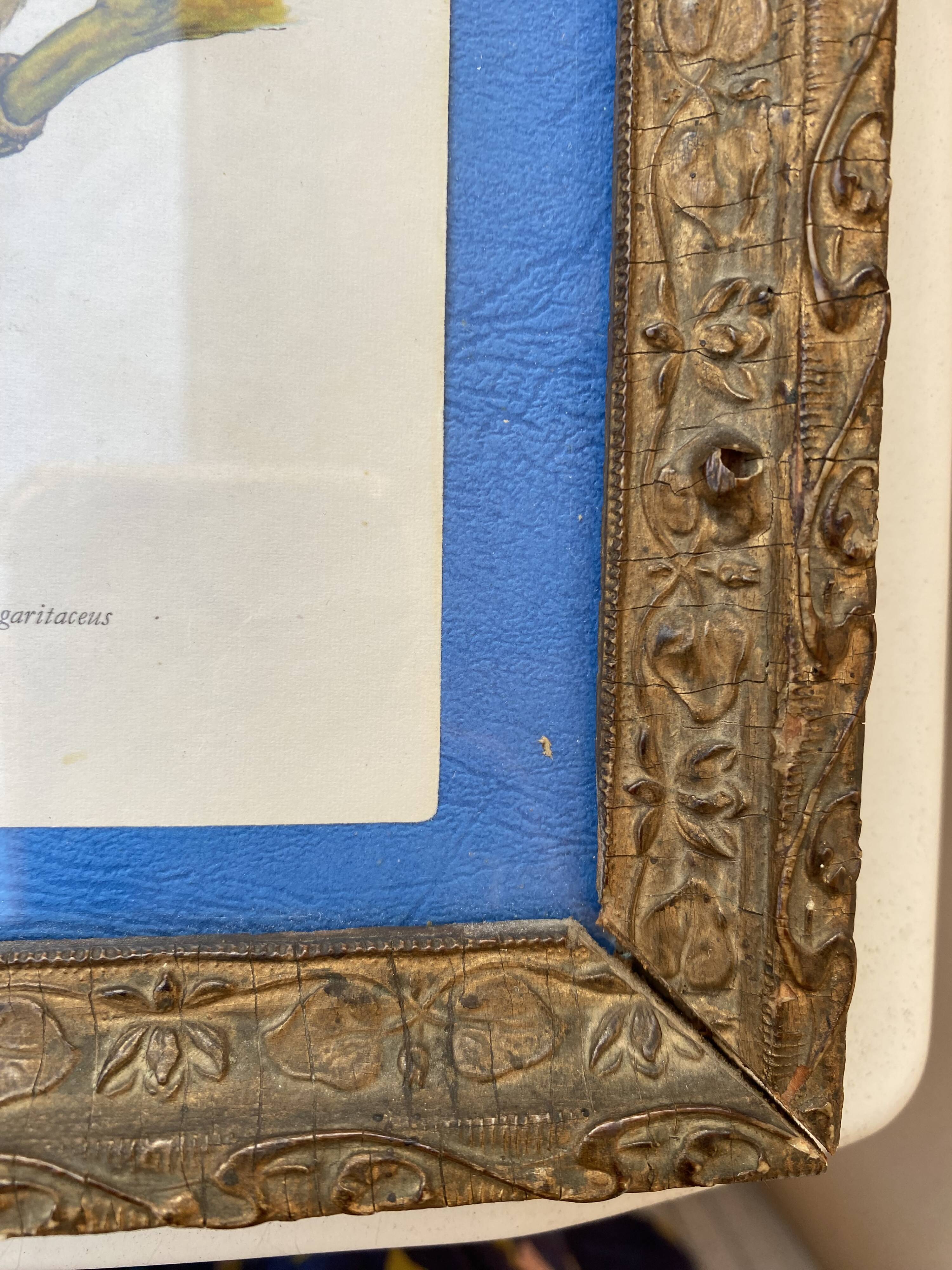 Ornithological frame “cage birds”.