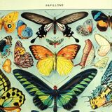 Lithographie ancienne 1928 A. Millot - Papillons exotiques