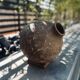 Pot Dolium