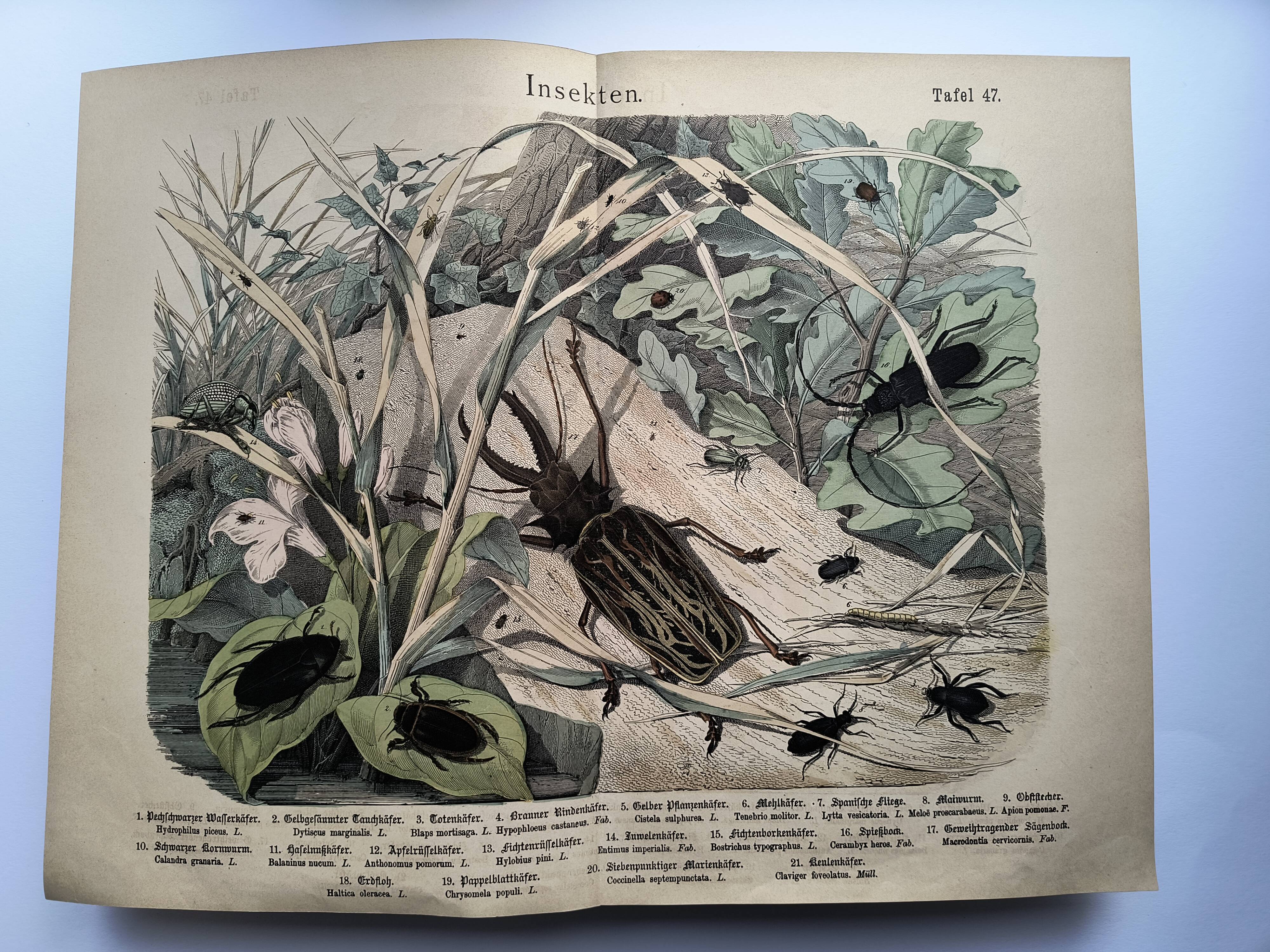 Antique lithograph from 1886 - Insects and beetles (2) - Engraving