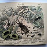 Antique lithograph from 1886 - Insects and beetles (2) - Engraving