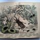 Antique lithograph from 1886 - Insects and beetles (2) - Engraving