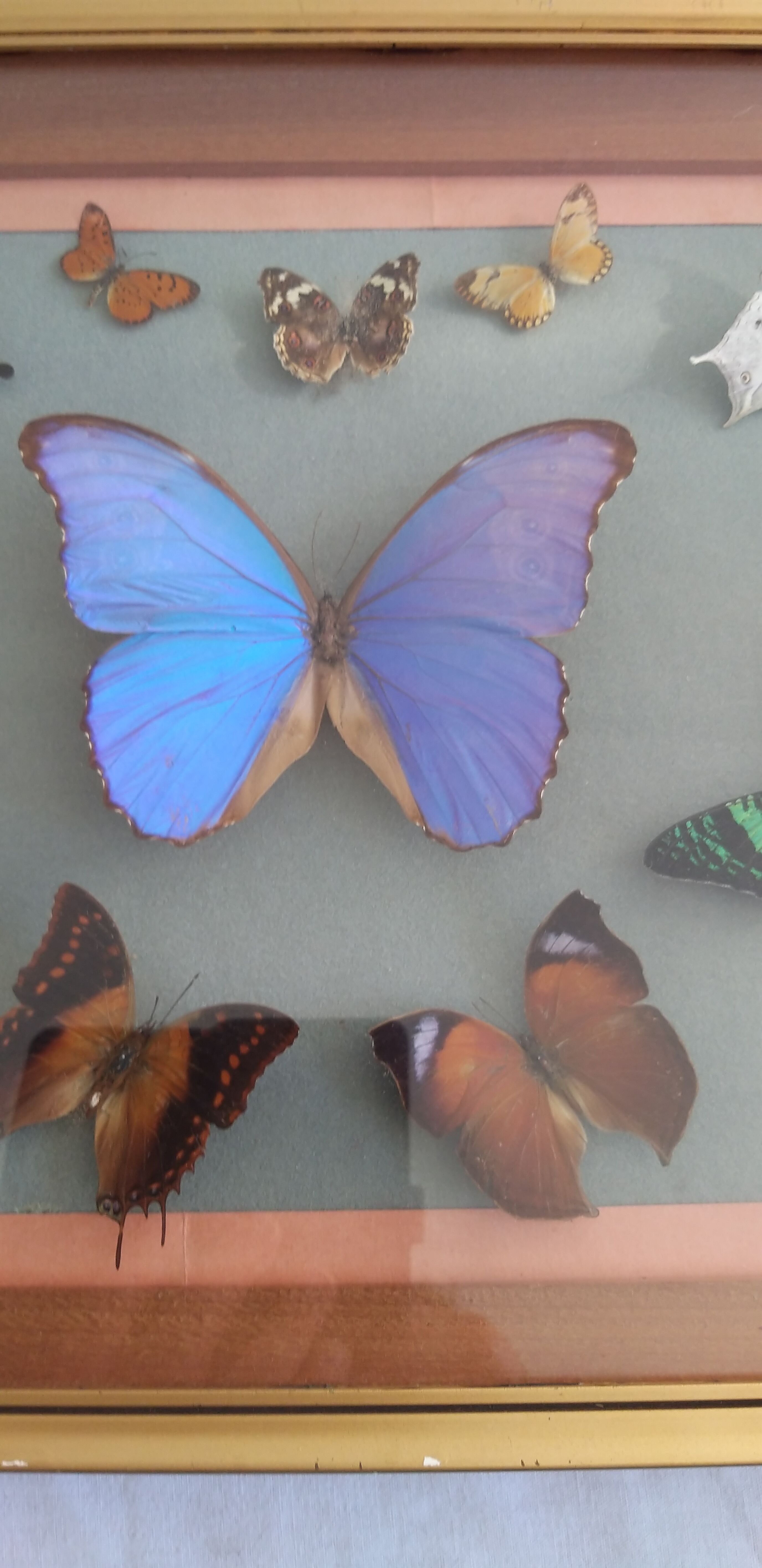 Frame 10 naturalised butterflies