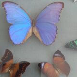 Frame 10 naturalised butterflies