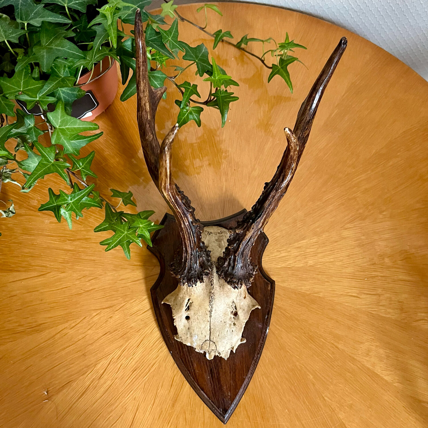 Bois de cerf en trophée vintage