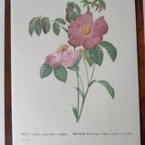 Set of 3 botanical posters - rose, gardenia, sonchus flowers