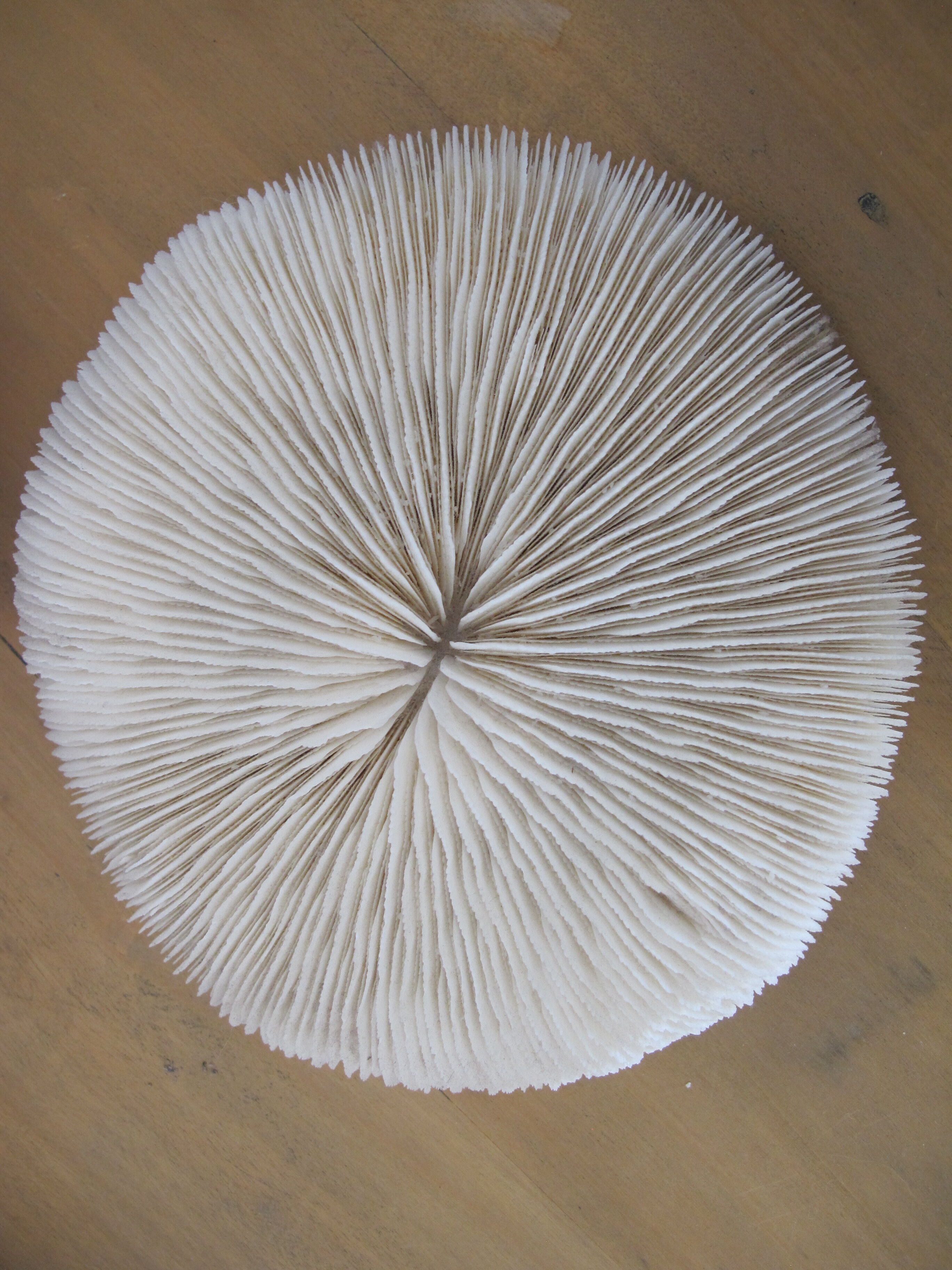 Corail fungia blanc