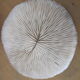 Corail fungia blanc