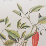 Planche botanique piment doux