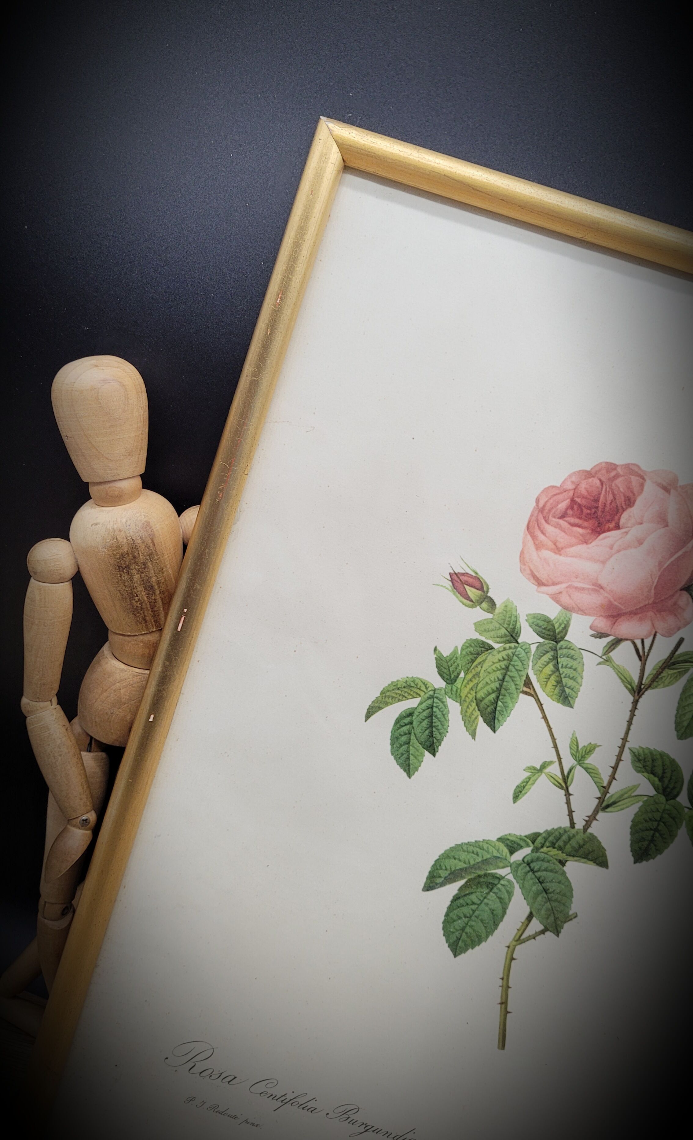 Lithograph under frame Rosier Centfeuilles de Bordeaux