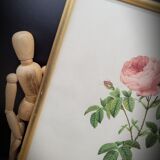 Lithograph under frame Rosier Centfeuilles de Bordeaux