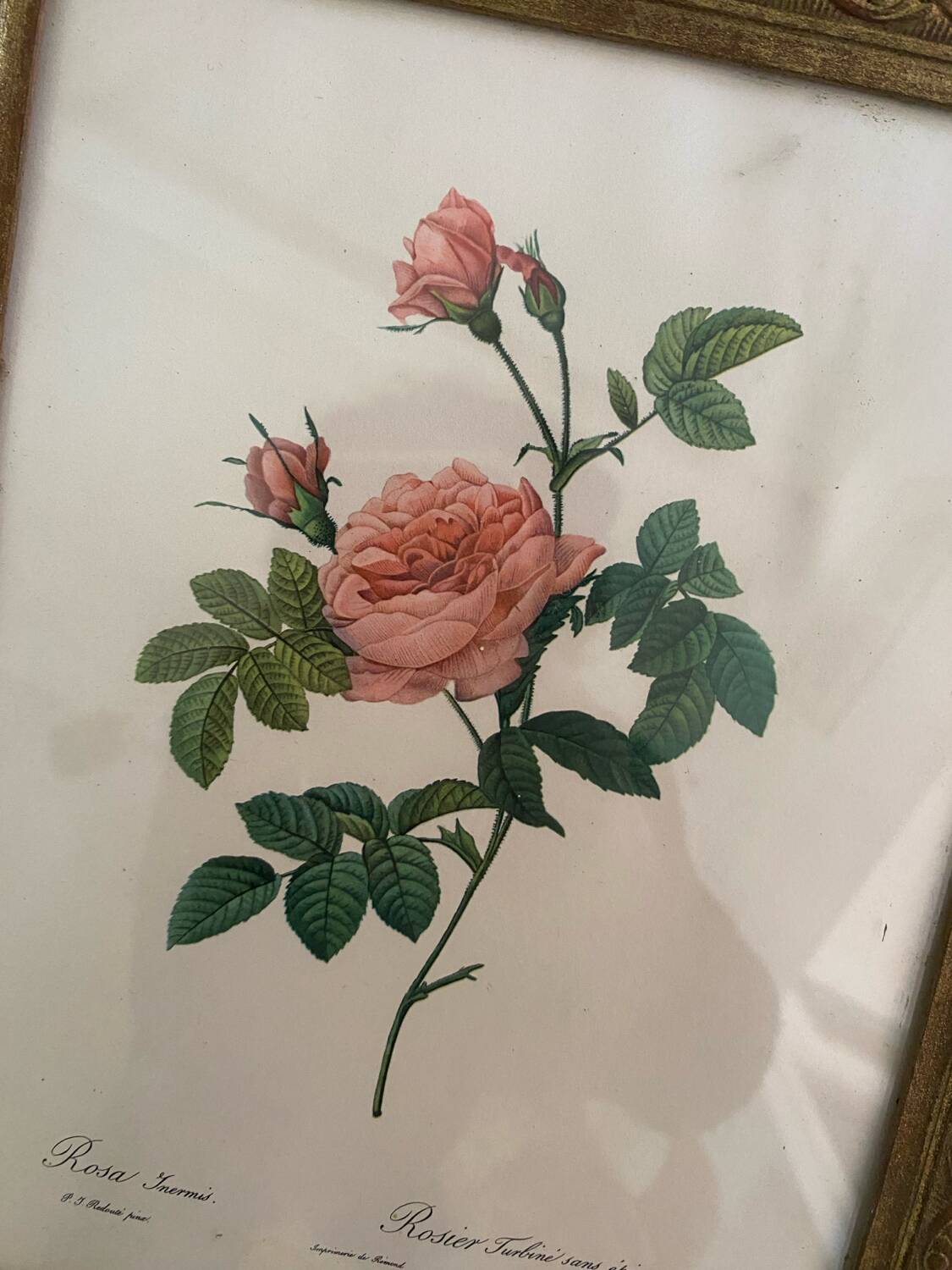 2 Redouté botanical frames of rose bushes.