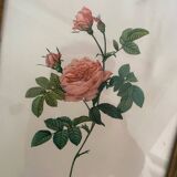 2 Redouté botanical frames of rose bushes.