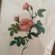 2 Redouté botanical frames of rose bushes.